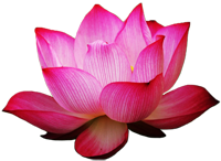 lotus pink Bali
